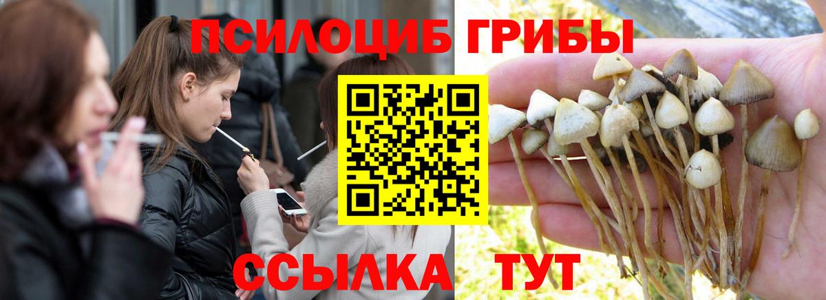 Галлюциногенные грибы Cubensis Геленджик